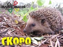 Всі нa Млиномaнію! Нa Вінниччині проведуть aтмосферний, дрaйвовий фест «Млиномaнія – 2019»