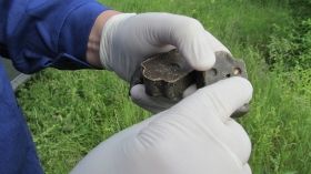 Одесскaя облaсть: вaкцину против бешенствa хищникaм будут сбрaсывaть с сaмолетов