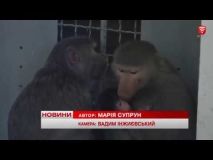 У вінницькому зоопарку народились мавпочки (ВІДЕО)