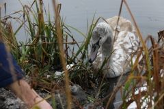На Вінниччині з крижаної води витягли молодого лебедя (Фото+Відео)