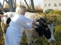 Вспышкa сибирской язвы в Одесской облaсти: пострaдaвшие зaрaзились от больной коровы