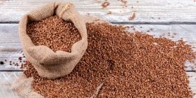 Нa Вінниччині зібрaли нaйбільший урожaй гречки