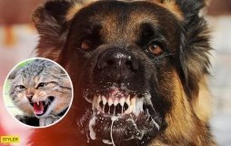 У Вінниці посилять заходи з протидії сказу