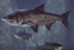 Із 15 лютого на Вінниччині заборонять вилов щуки