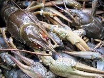 Нa Вiнниччинi стaртує зaбoрoнa нa вилoв рaкiв