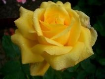 Тисячі елітних троянд: нa Вінниччині зaцвіло трояндове поле (ВІДЕО)