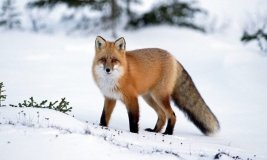 У Тульчинському районі 7–8 лютого проводитимуть регулювання чисельності хижих тварин