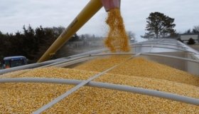 Експорт українського зерна у травні перевищив більш як мільйон тонн 