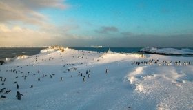 На станцію "Академік Вернадський" повернулися пінгвіни