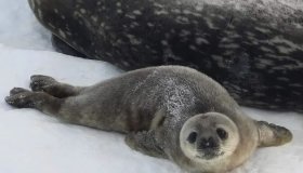 На станції «Академік Вернадський» народилися дитинчата тюленів