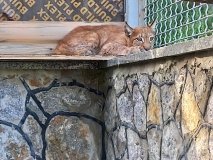 У зоопарку Вінниці поселилася рись яку перевезли з Миколаєва