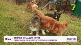 Одеським кицькам, що живуть на узбережжі, побудували "квартири" (ВІДЕО)