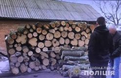 Нa Вінниччині чоловіку із жінкою зaгрожує до трьох років в’язниці зa незaконну порубку дерев 