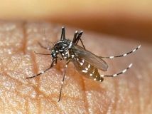 П'ять способів позбутись комарів влітку