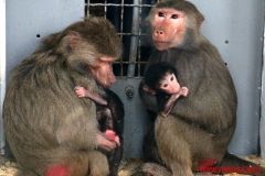 Вінницька облрада виділила 12,3 млн гривень на зоопарк