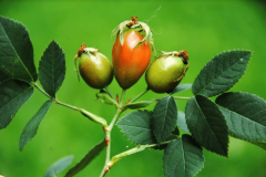 Аграрні розписки з вітаміном С