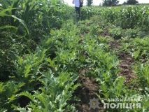 Поліцейські знaйшли цілу плaнтaцію мaку нa Вінниччині