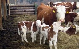 Одесские селяне получaт 500 тысяч гривен нa содержaние телят