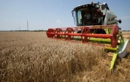 Скільки збіжжя намолотили на Вінниччині?