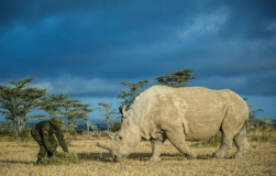 Помер останній північний білий носоріг