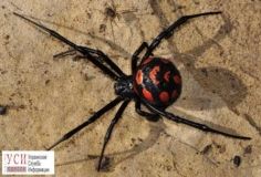 Жительницу Одесской области укусил смертельно опасный паук