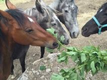 На частной фeрмe под Одeссой нeизвeстныe украли чeтырeх лошадeй