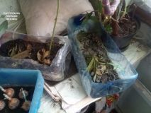 Приїхавши на сімейну сварку, патрульні виявили в квартирі наркотики