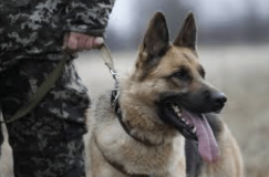 На Вінниччині службовий пес знайшов наркотики у вагоні потяга