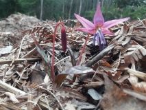 В лісах Бердичівського лісгоспу зацвіла унікальна квітка