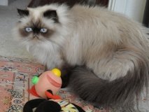 У Раді запропонували штрафувати власників незареєстрованих котів і собак на 500 грн