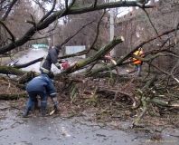 На Вінниччині рятувальники прибрали дерево з автошляху