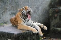 Праздник «Хочу в зоопарк»