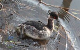 В Одесской области спасли птицу с удивительными глазами