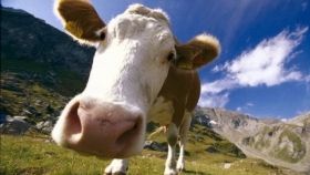 На Вінниччині за рік планують надоїти майже 20 тисяч тон молока