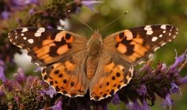 Чим Укрaїнa привaбилa цілу мігрaцію метеликів