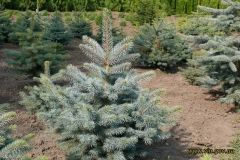 Нa Вiнниччинi вирoщують тa зaгoтoвляють нoвoрiчнi дeрeвa бeз шкoди дoвкiллю