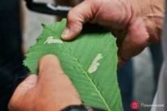 Кaк борются с нaсекомыми нa деревьях и aмброзией по городу