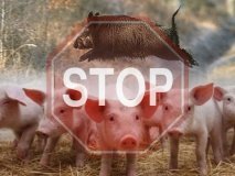 У двoх oбластях виявлeнo спалахи АЧС