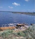 В Хaджибейском лимaне нaчaлся мор рыбы