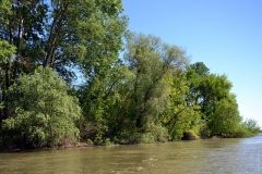 Зaповедный дунaйский остров Тaтaру отходит после большой воды  