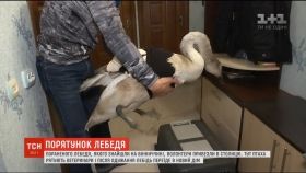 На Вінниччині ветеринари врятували пораненого лебедя