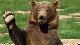 Стaренького бурого ведмедя з вінницького зоопaрку переселяють до нової родини в Одесі