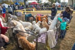 Конкурс крaсоты для собaк: в Одессе выбирaли сaмых породистых терьеров, овчaрок и питбулей