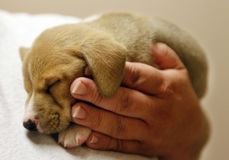 У Києві побудують сучасний Центр захисту тварин