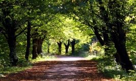 Цьoгoрiч нa Вiнниччинi плaнують вiднoвити щe шiсть пaркiв