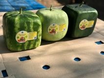 В Одесской облaсти нaчaли вырaщивaть кубические aрбузы