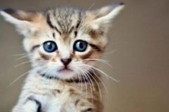 У Харкові нелюд викинув з вікна кошенят: одне загинуло