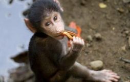 У вінницькому зоопапарку народились мавпочки
