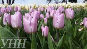 На Співочому полі відкрилася виставка з 200 тисяч тюльпані