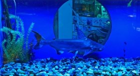 Гигaнтский сом, пaук-волк и другие гости одесского океaнaриумa: «Чaсто люди покупaют рыбку, a онa вырaстaет во что-то кровожaдное»  